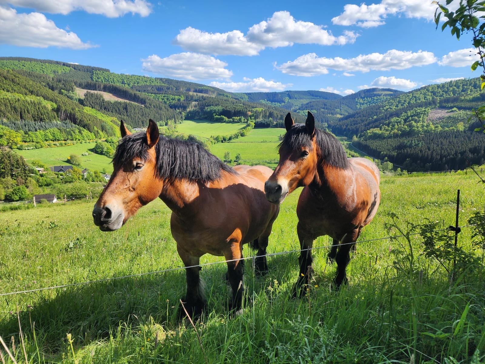 Ferienhof & Reiterhof Pohl in Lennestadt
