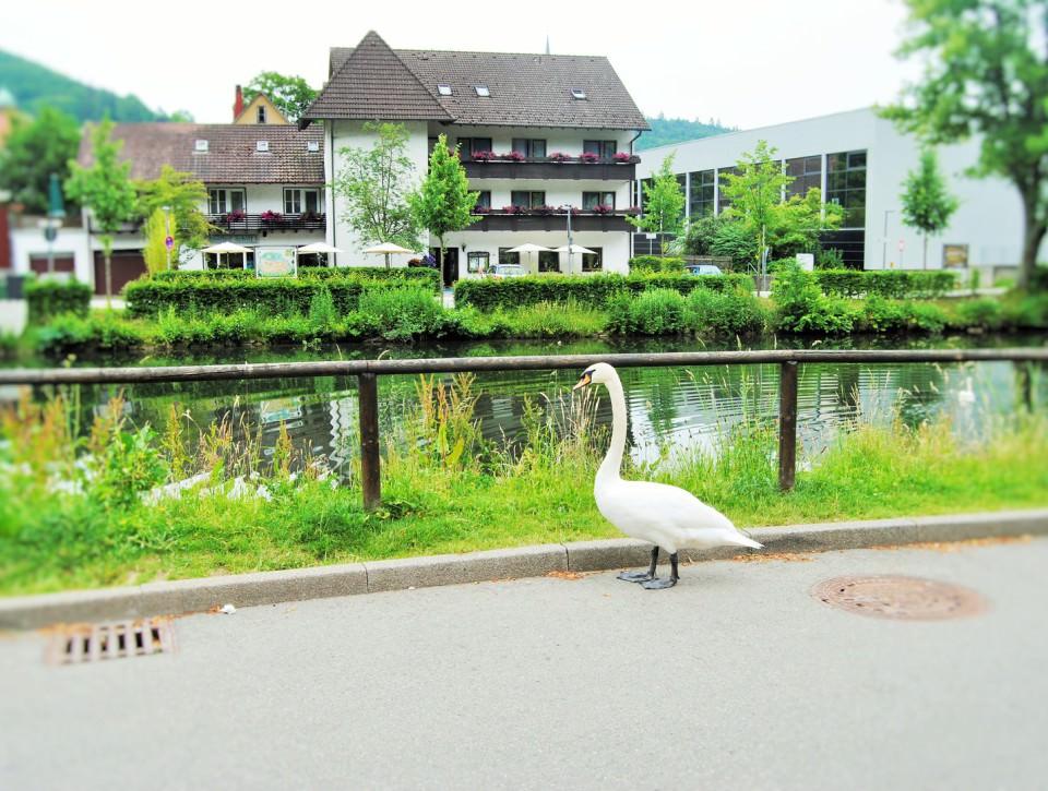 Hotel Gasthof Schiff in Nagold