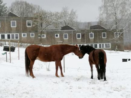 Pension & Reiterhof Croonen in Steinheim