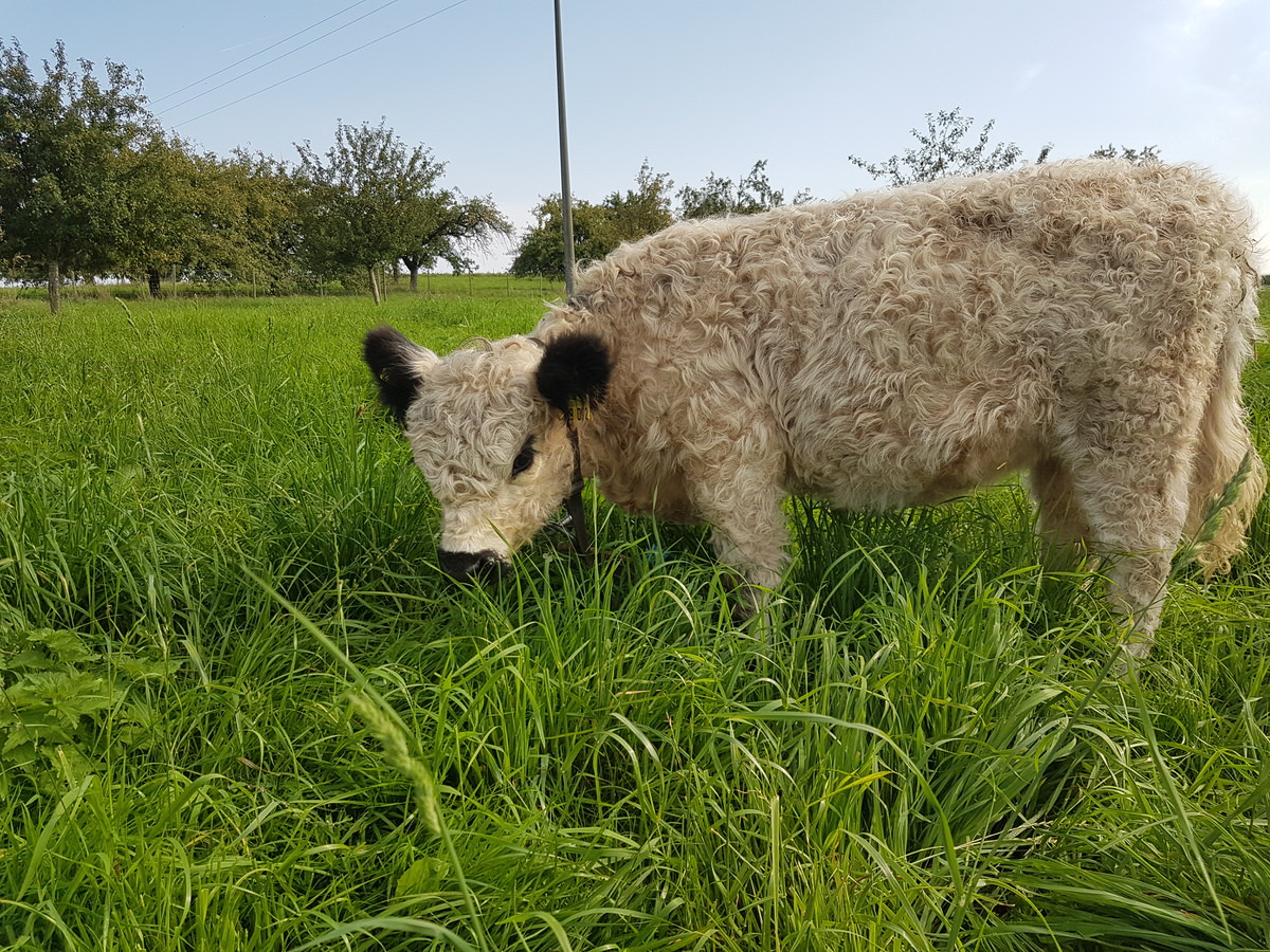  Ferienhaus Farmhaus in Ravensburg