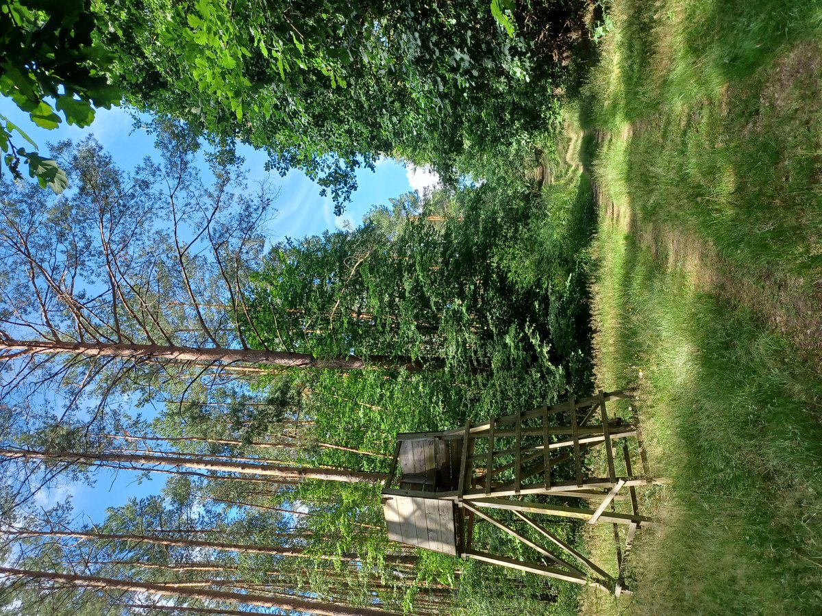  Waldblick in Cavertitz